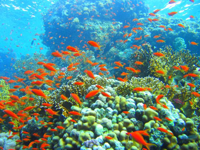 The Coral reefs of the Red Sea