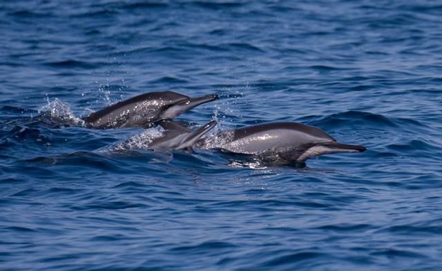 4. Enjoy a Dolphin-Watching Excursion.jpg